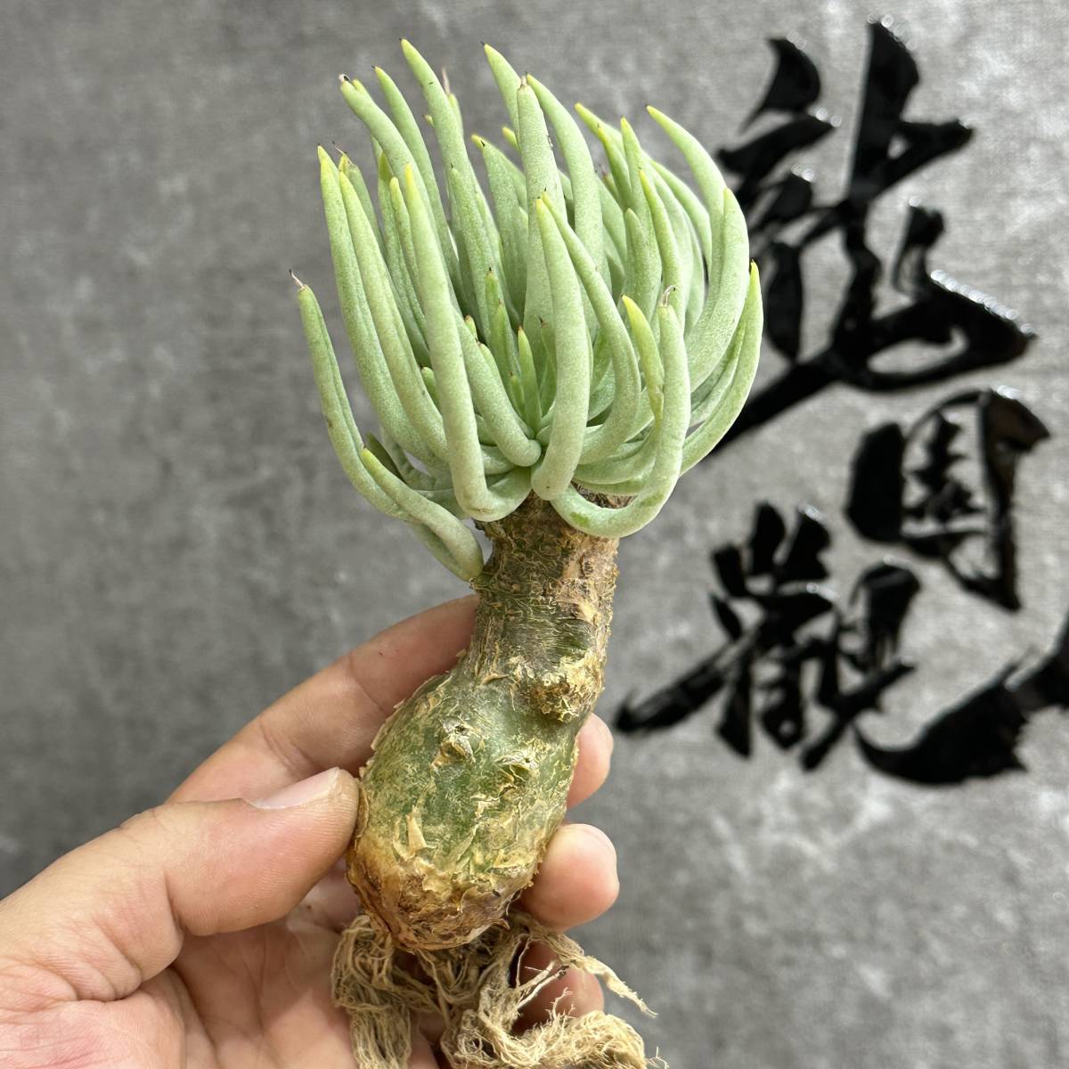 【龍園觀】①No.553 特選 塊根植物 チレコドン ペアルソニー ベアルート株 発根済み 冬型コーデックス _画像3