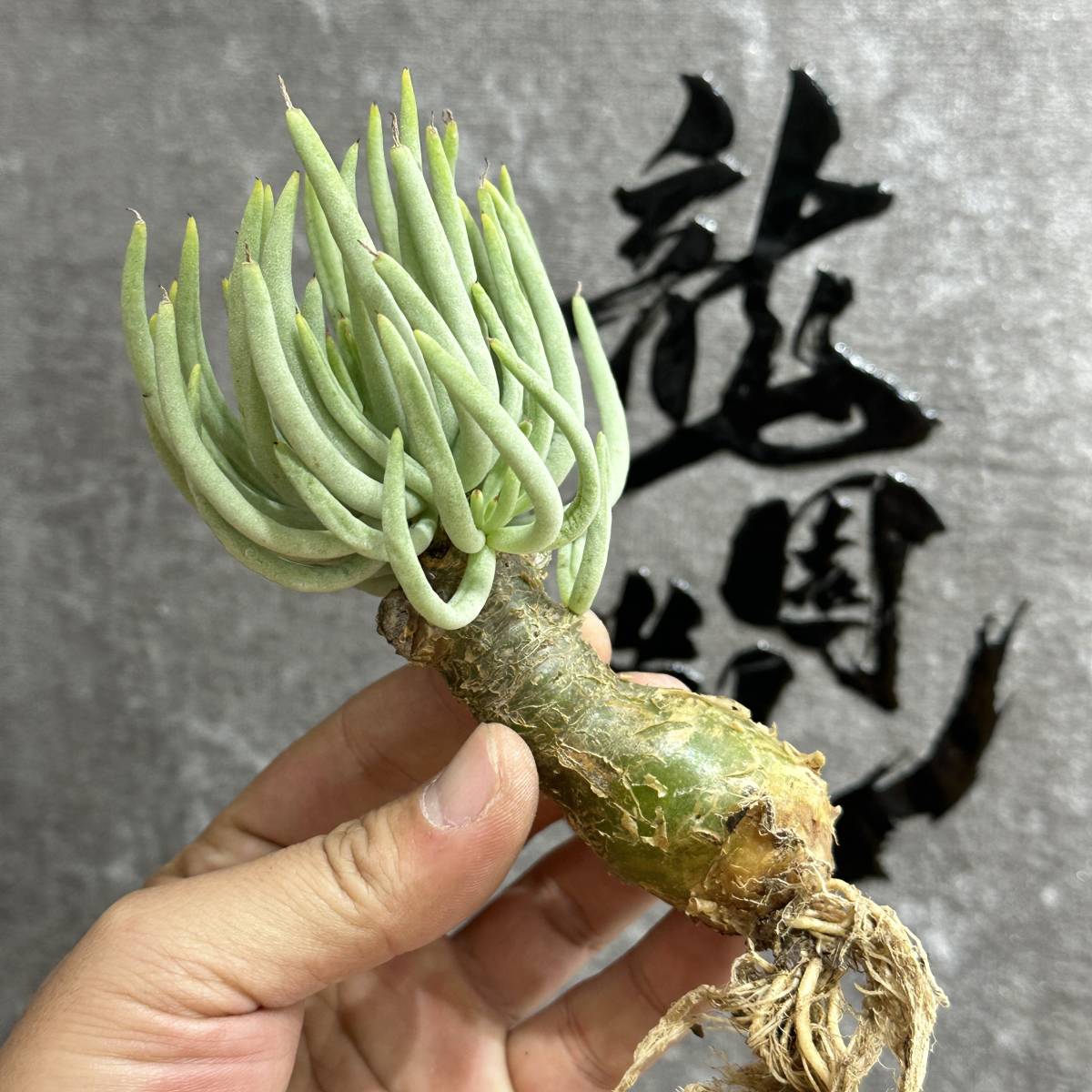 【龍園觀】①No.553 特選 塊根植物 チレコドン ペアルソニー ベアルート株 発根済み 冬型コーデックス _画像7