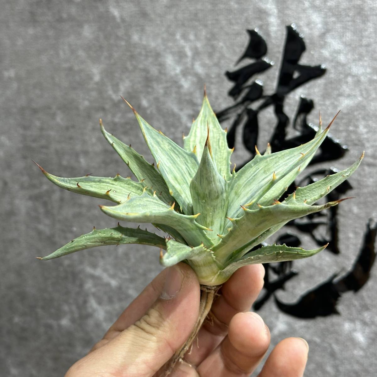 【龍園觀】①No.552 特選 アガベ 多肉植物 シンプレックス "スノーデビル" Agave deserti v. simplex 'Variegata' Snow Devil_画像2