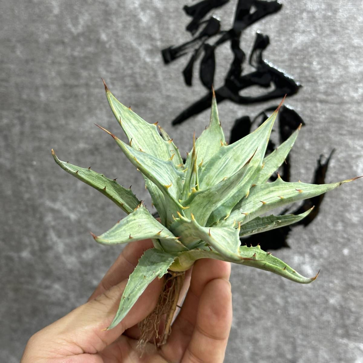 【龍園觀】①No.552 特選 アガベ 多肉植物 シンプレックス "スノーデビル" Agave deserti v. simplex 'Variegata' Snow Devil_画像8