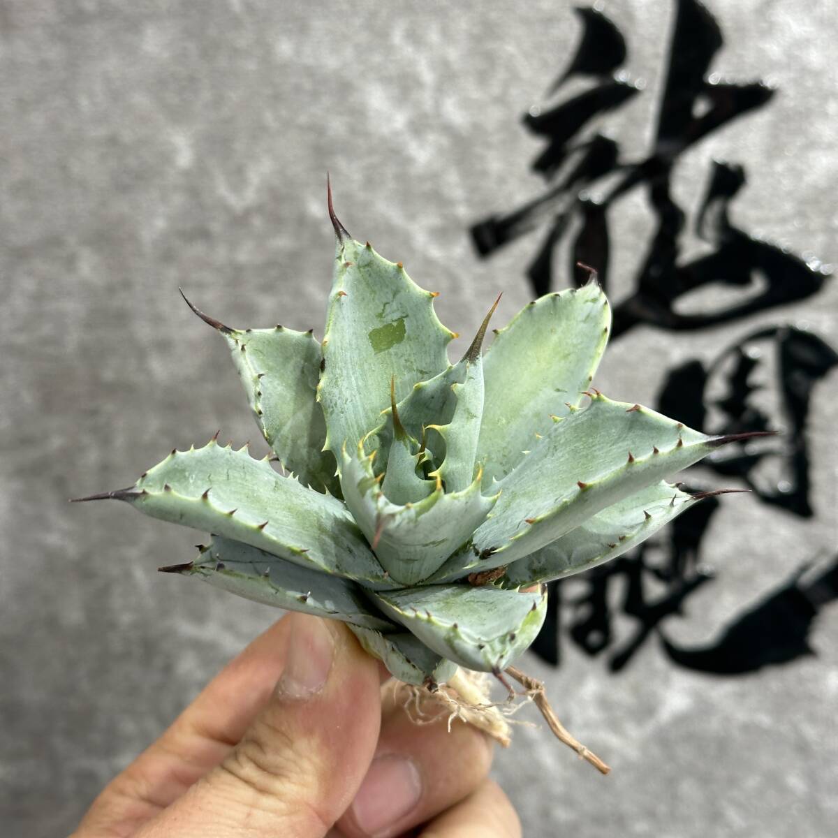 【龍園觀】①No.1101 特選 アガベ 多肉植物 八荒雷神 超陽炎 極上株 3株_画像5