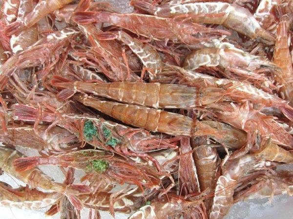 珍味な海老!! 「ガラ海老1kg」境港自慢の逸品（活または活冷凍）_画像3