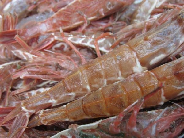 珍味な海老!! 「ガラ海老1kg」境港自慢の逸品（活または活冷凍）_画像7