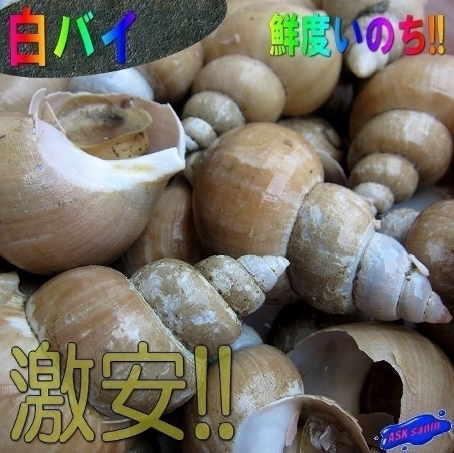 磯の高級珍味「白バイ1kg」お刺身用、肝も絶品!!　山陰境港産_画像1