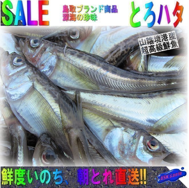 鳥取ブランド商品「活はたはた2.5kg」トロハタ、深海の珍味」脂の乗りNo1_画像1