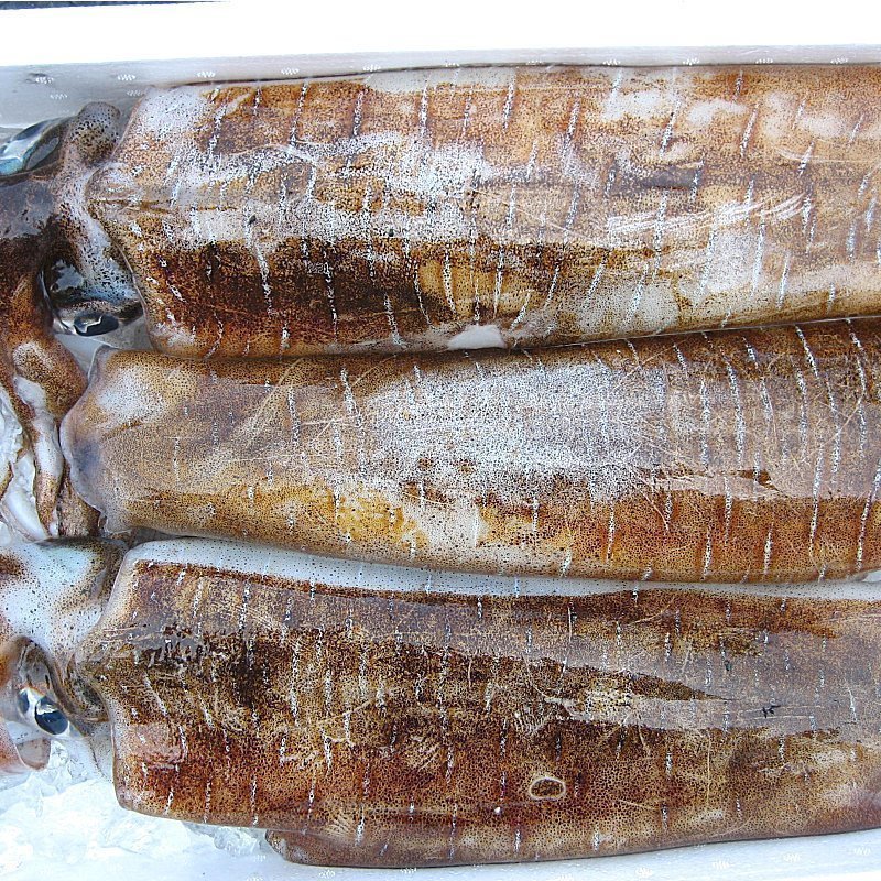 烏賊の王様!!特大「nアオリイカ 10尾で4kg」お刺身用 (活冷凍)　『魚王国』境港産_画像9