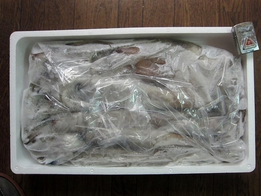 お刺身用「特大、スルメ烏賊13尾で4kg」活冷凍品-美しい釣り物_冷凍後