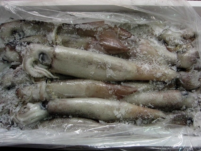 お刺身用「特大、スルメ烏賊13尾で4kg」活冷凍品-美しい釣り物_冷凍後