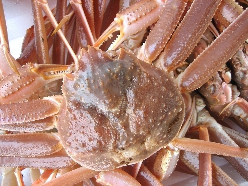 3箱、冬の味覚の王子様 「特大、若松葉蟹3kg」漁期は僅か１ヶ月の希少な蟹です。_画像9