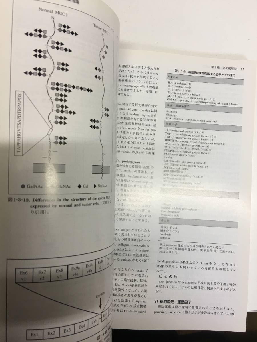 即決　病院払下げ本　癌転移概論 (川口 隆憲 ) _画像7