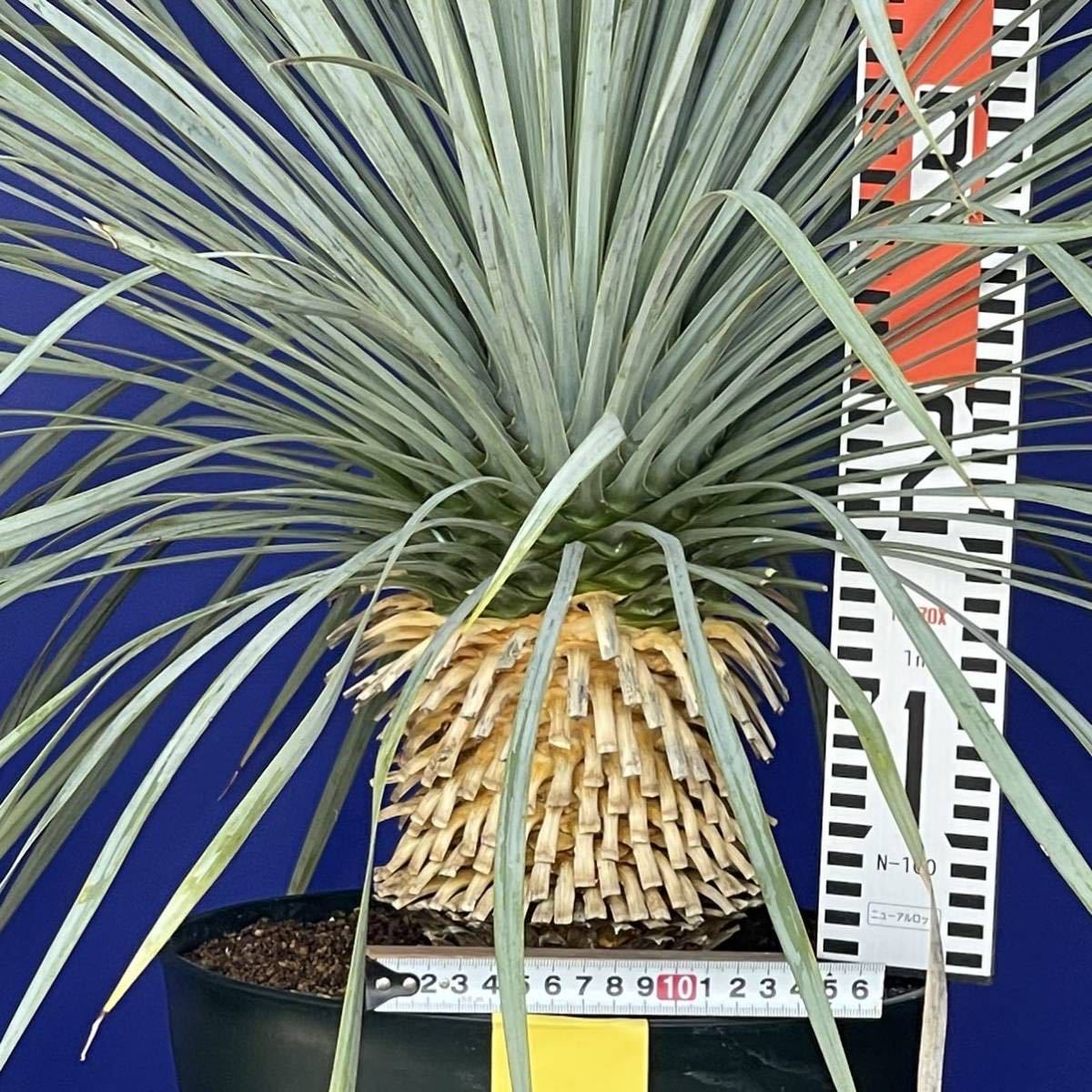 丹精込めて育てました　ユッカロストラータ　(黄色シール) Yucca rostrata 国内栽培　160サイズ　　　　_画像6