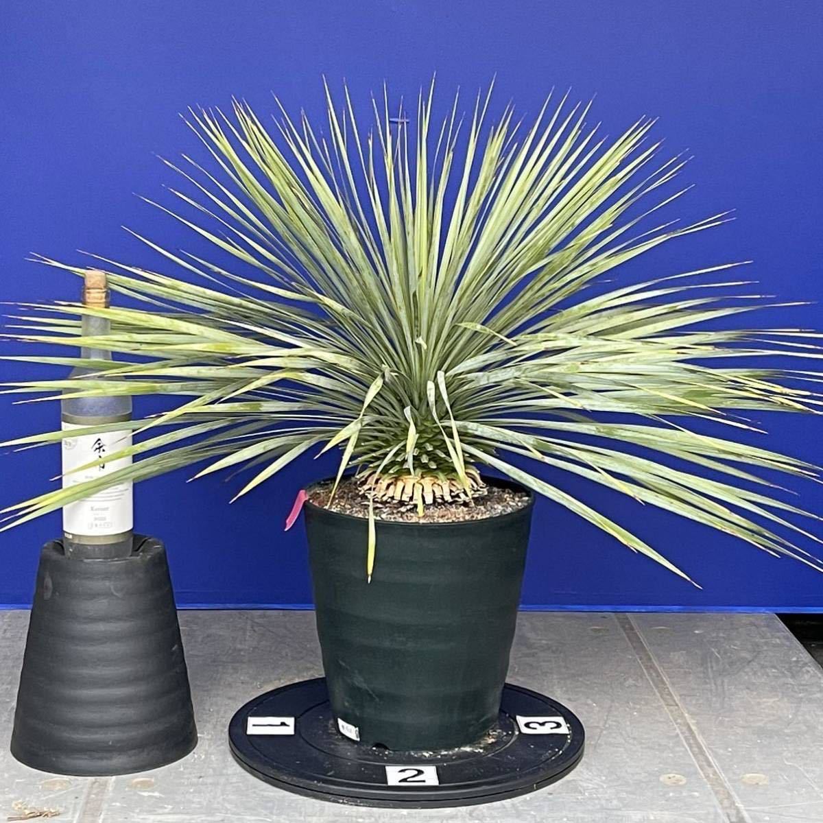 丹精込めて育てました　ユッカロストラータ　(赤シール) Yucca rostrata 国内栽培　140サイズ　　　　_画像2