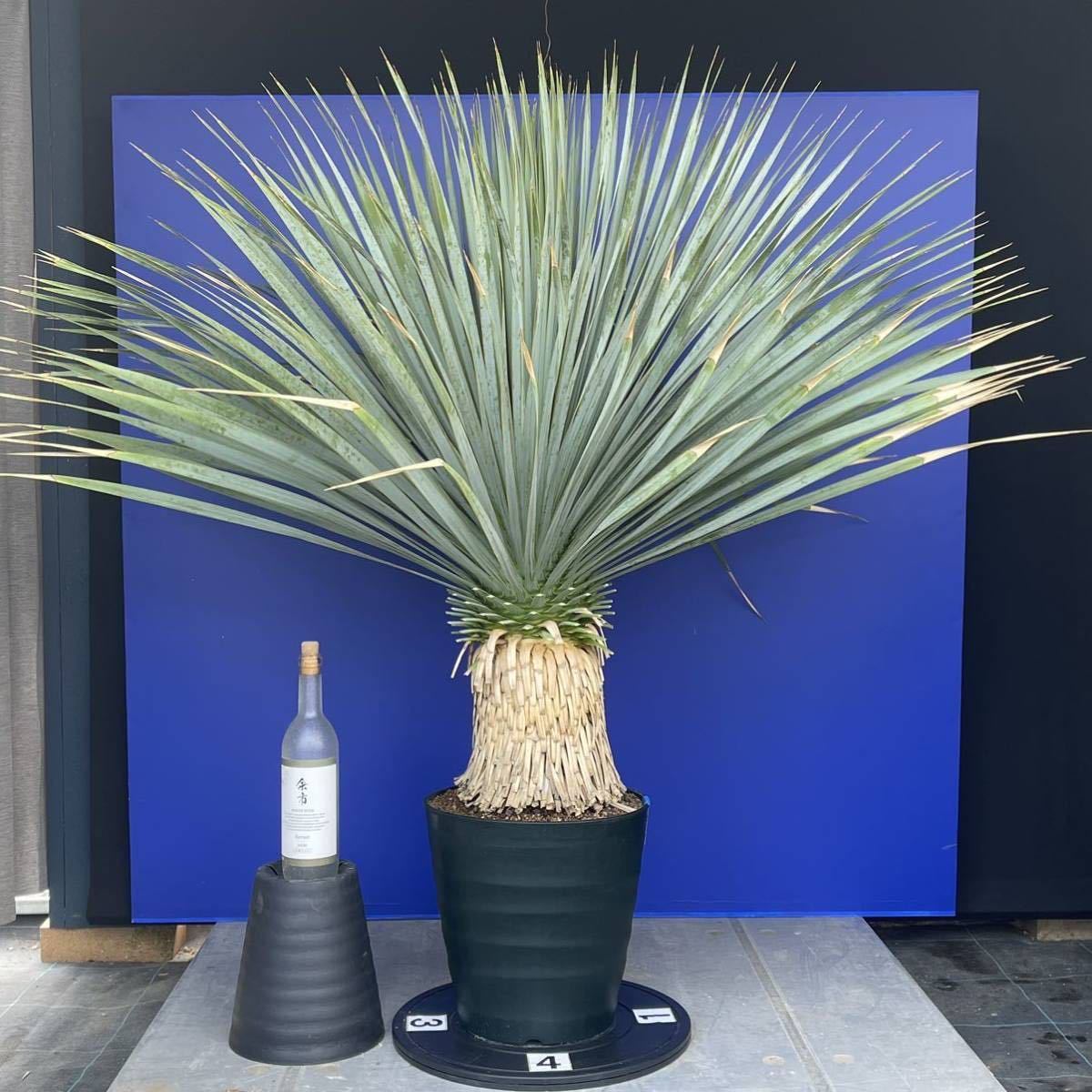 幹が太く　葉も幅広い　大株です　ユッカ　ロストラータ　(青シール) Yucca rostrata 国内栽培　200サイズ　　　　_画像4