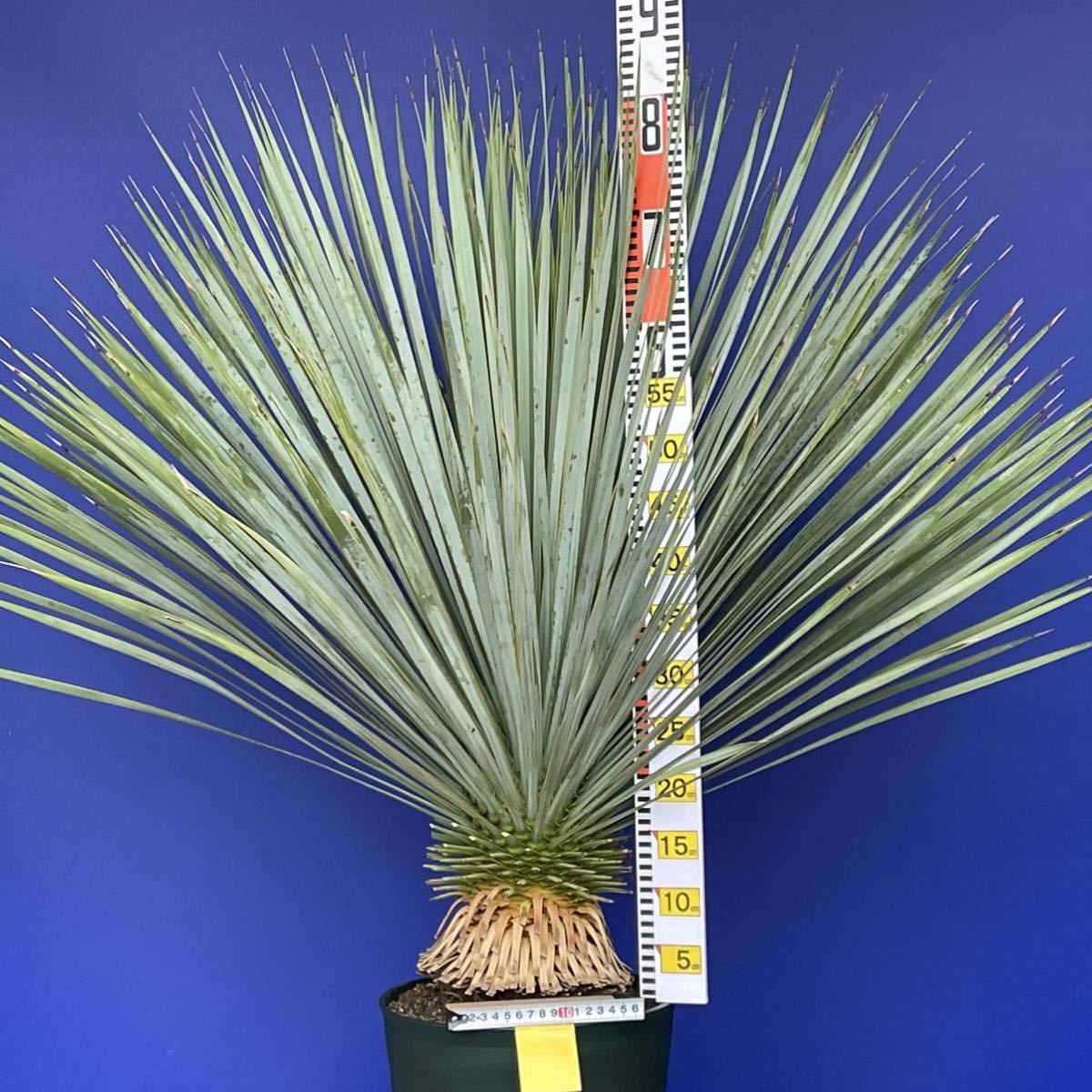 丹精込めて育てました　ユッカ　ロストラータ　(黄色シール) Yucca rostrata 国内栽培　180サイズ　　　　_画像6