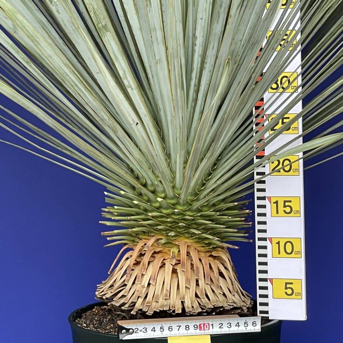 丹精込めて育てました　ユッカ　ロストラータ　(黄色シール) Yucca rostrata 国内栽培　180サイズ　　　　_画像5