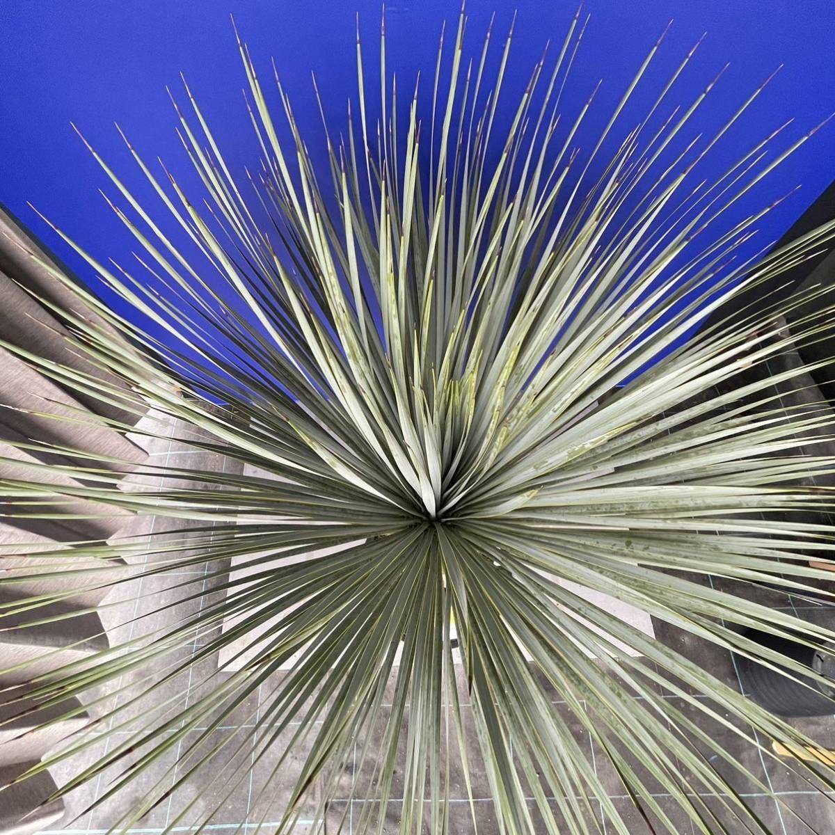 丹精込めて育てました　ユッカ　ロストラータ　(黄色シール) Yucca rostrata 国内栽培　180サイズ　　　　_画像7