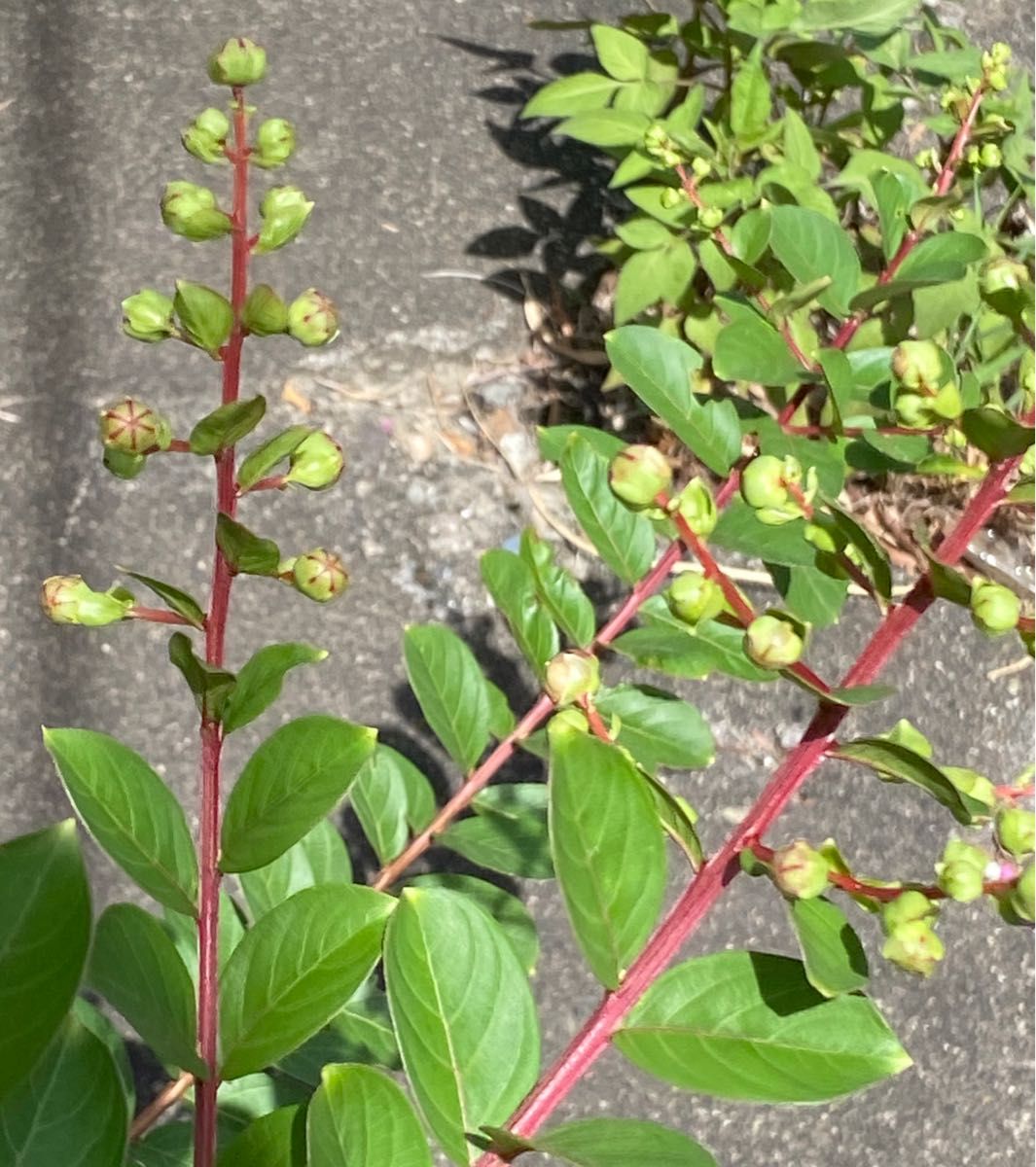 サルスベリ さるすべり 種　種子(実)５個　　　　　　百日紅