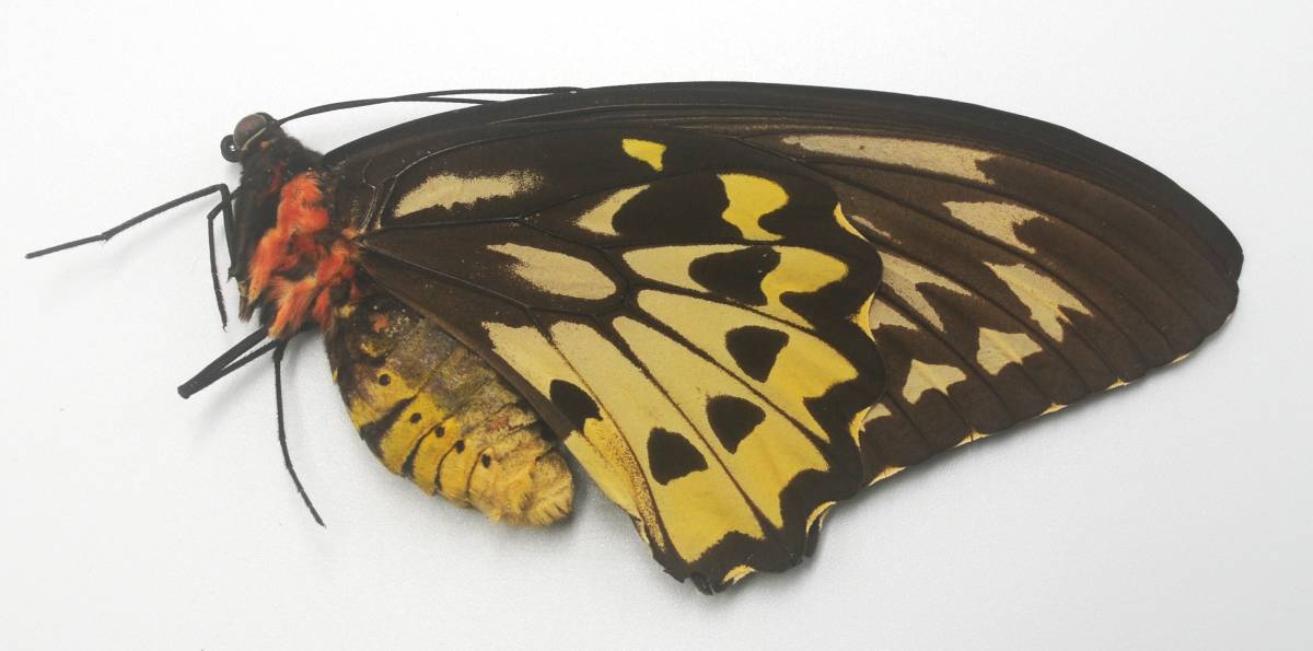 外国産蝶標本―1985年10月採集―最高ランクのリディウス１♂２♀（ハルマヘラ島）の画像8