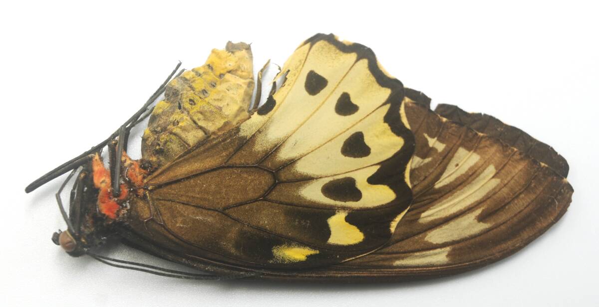 外国産蝶標本―１９９７年２月採集のボルネマニイ♀（ニューブリテン島）擦れや欠け有り―低額スタートです。_画像4