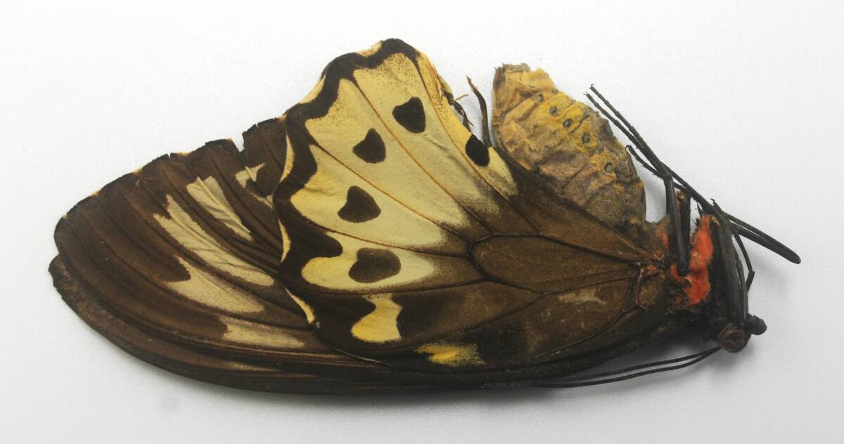 外国産蝶標本―１９９７年２月採集のボルネマニイ♀（ニューブリテン島）擦れや欠け有り―低額スタートです。_画像2