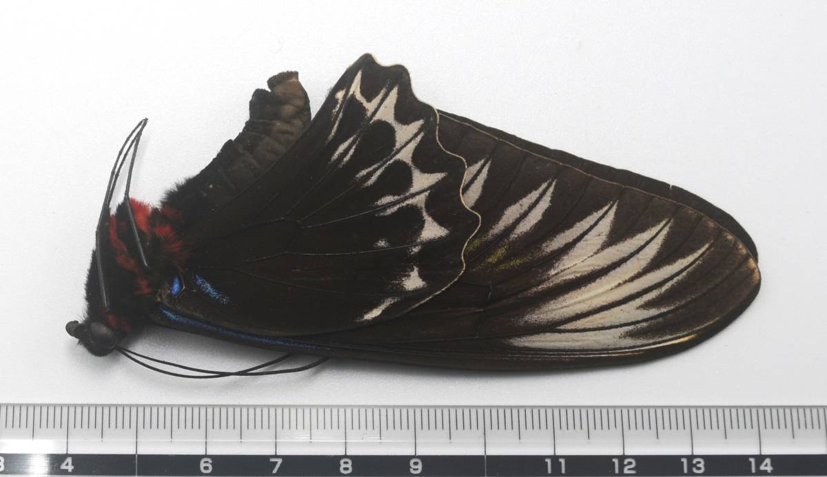 外国産蝶標本―1985年4月野外採集―最高ランクのアカエリトリバネアゲハ♂♀（カメルーンハイランド）の画像3