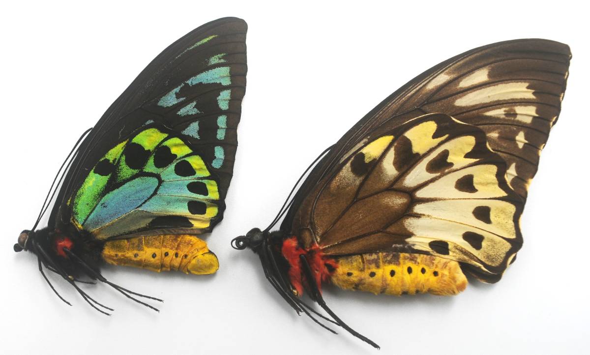 外国産蝶標本―1997年1月採集―最高ランクの青メガネアゲハ♂♀（Nggela島）の画像1
