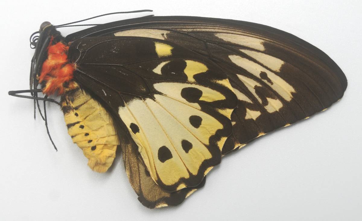 外国産蝶標本―1985年5月13日野外採集―最高ランクのテクラス♂♀（ビアク島）の画像6