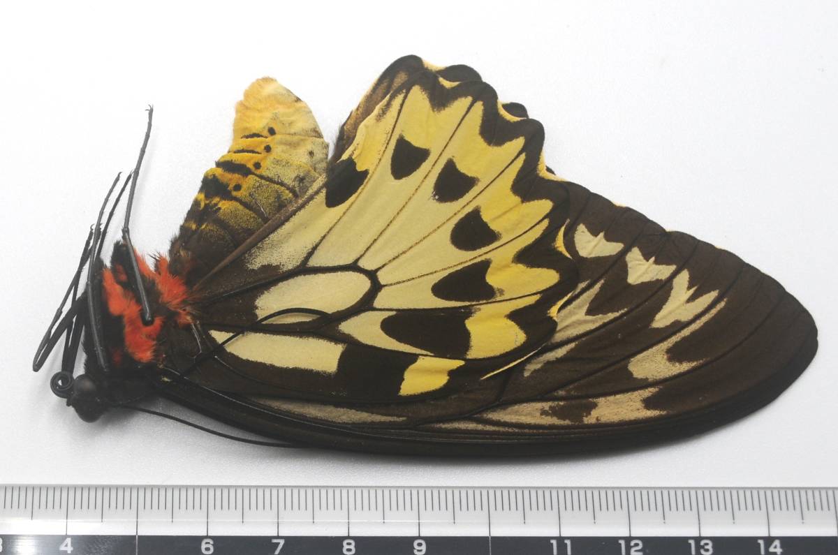 外国産蝶標本―1985年10月採集―最高ランクのリディウス１♂２♀（ハルマヘラ島）の画像5