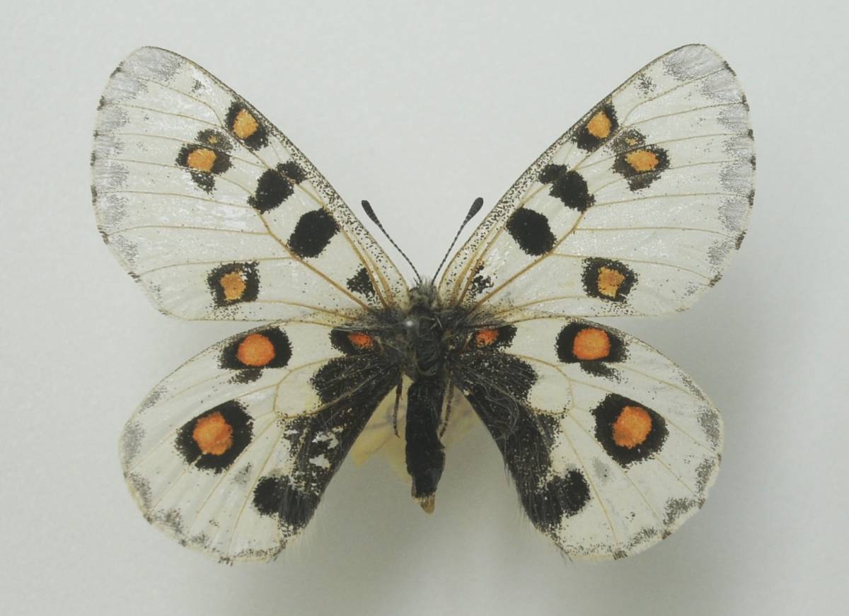外国産蝶標本　１９９１年７月２０日―青海省で野外採集されたパルナシウス_画像1