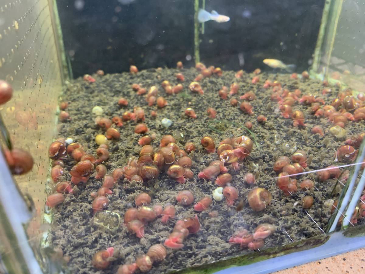 レッドラムズホーン 200匹   苔処理 残餌処理 水槽の掃除屋さん 繁殖力抜群 卵生メダカ水槽にの画像6