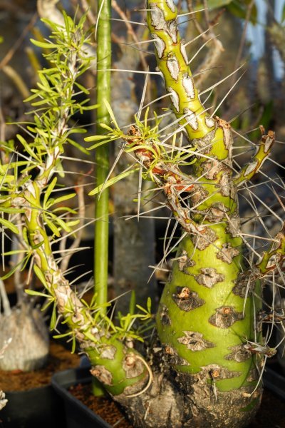 フォークイエリア プルプシー Fouquieria purpusii 発根済み 　コーデックス　塊根植物_画像1