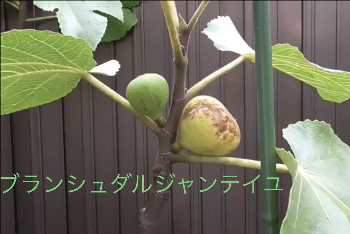 るー様 ブランシュダルジャンテイユ 実付き イチジク苗木 特大鉢植え ブランシュダルジャンテイユ 実付き イチジク苗木 特大鉢植え