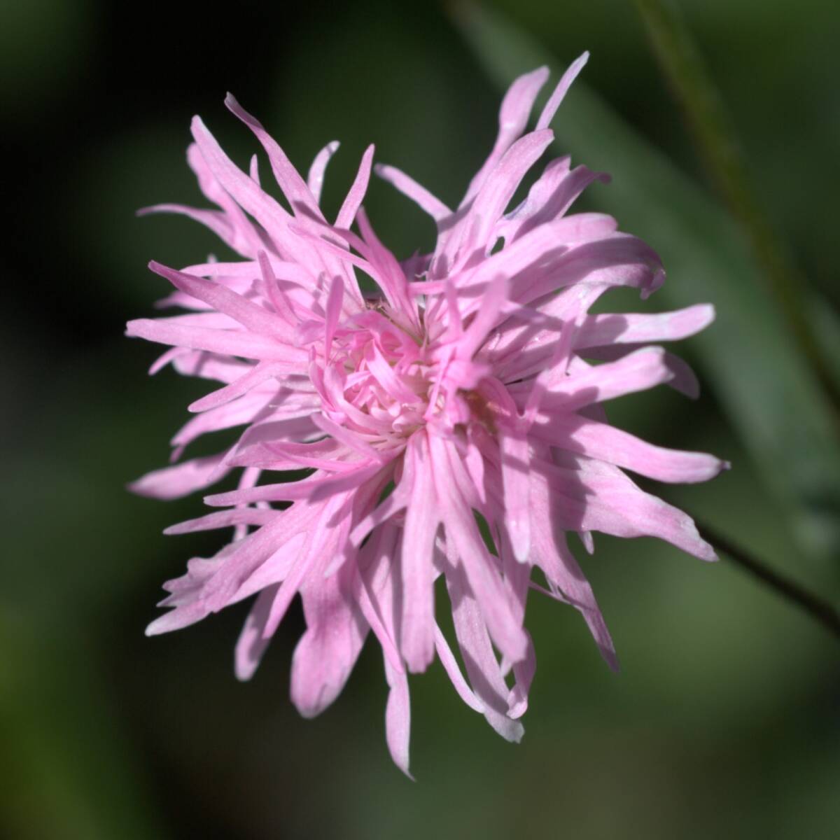 【八重咲】 リクニス フロスククリ ペティットジェニー　宿根草　山野草_画像2