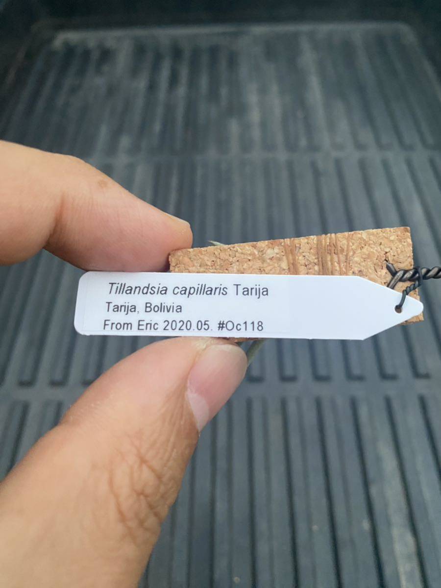 Tillandsia capillaris Tarija #118 Tarija, Bol._画像7