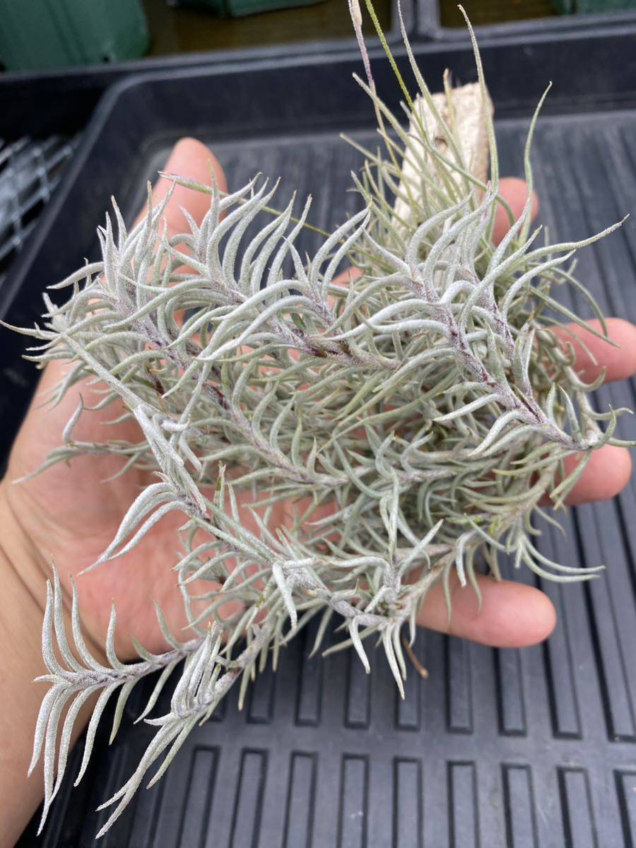 Tillandsia sp. #137 Peru_画像2