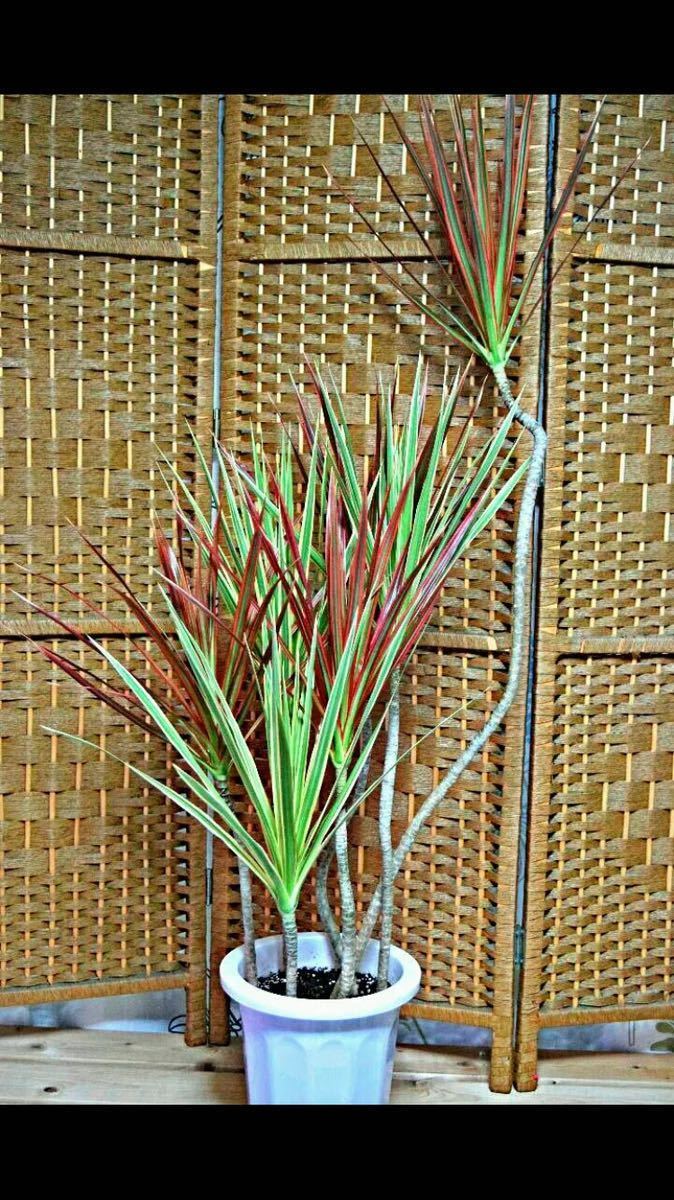  dracaena * Rainbow . ho wa wart Lee. Mix sapling 3ps.@.:** No1