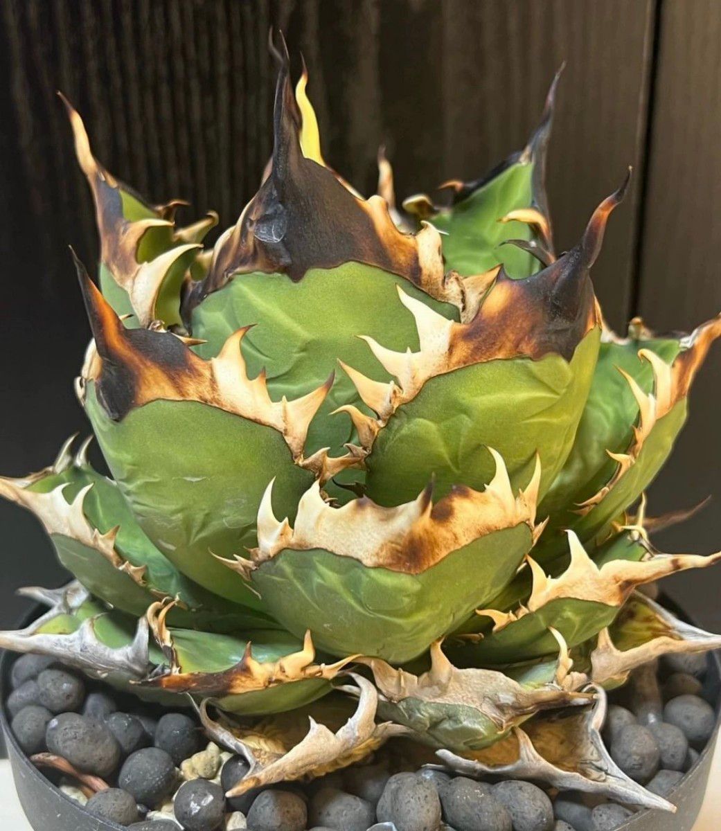 A796多肉植物アガベチタノタ緑犀牛(Green)超レア種優良血統 A796多肉植物アガベチタノタ緑犀牛(Green)超レア種優良血統