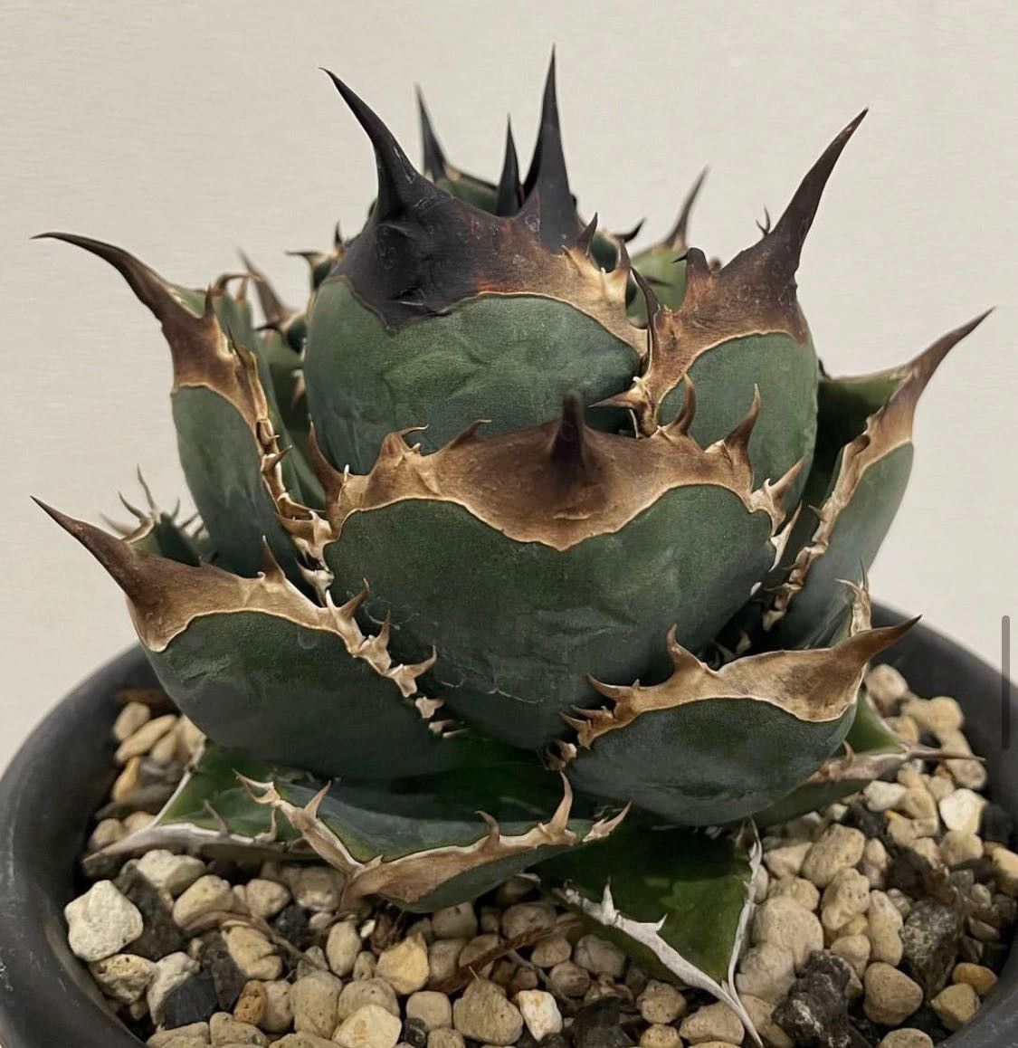 A723多肉植物 アガベ チタノタ金剛 KingKong|Yahoo!フリマ(旧 A723多肉植物 アガベ チタノタ金剛 KingKong|Yahoo!フリマ(旧