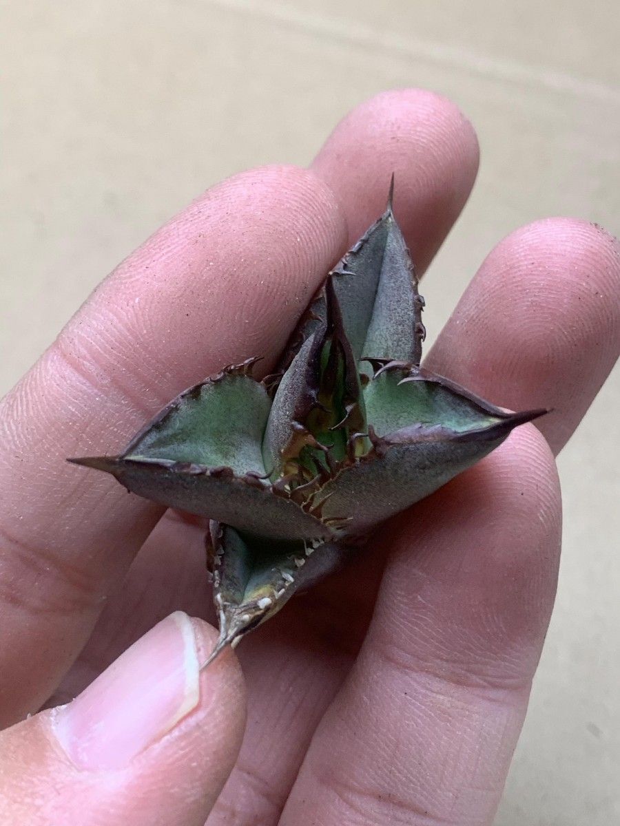 A723多肉植物 アガベ チタノタ金剛 KingKong|Yahoo!フリマ(旧 A723多肉植物 アガベ チタノタ金剛 KingKong|Yahoo!フリマ(旧