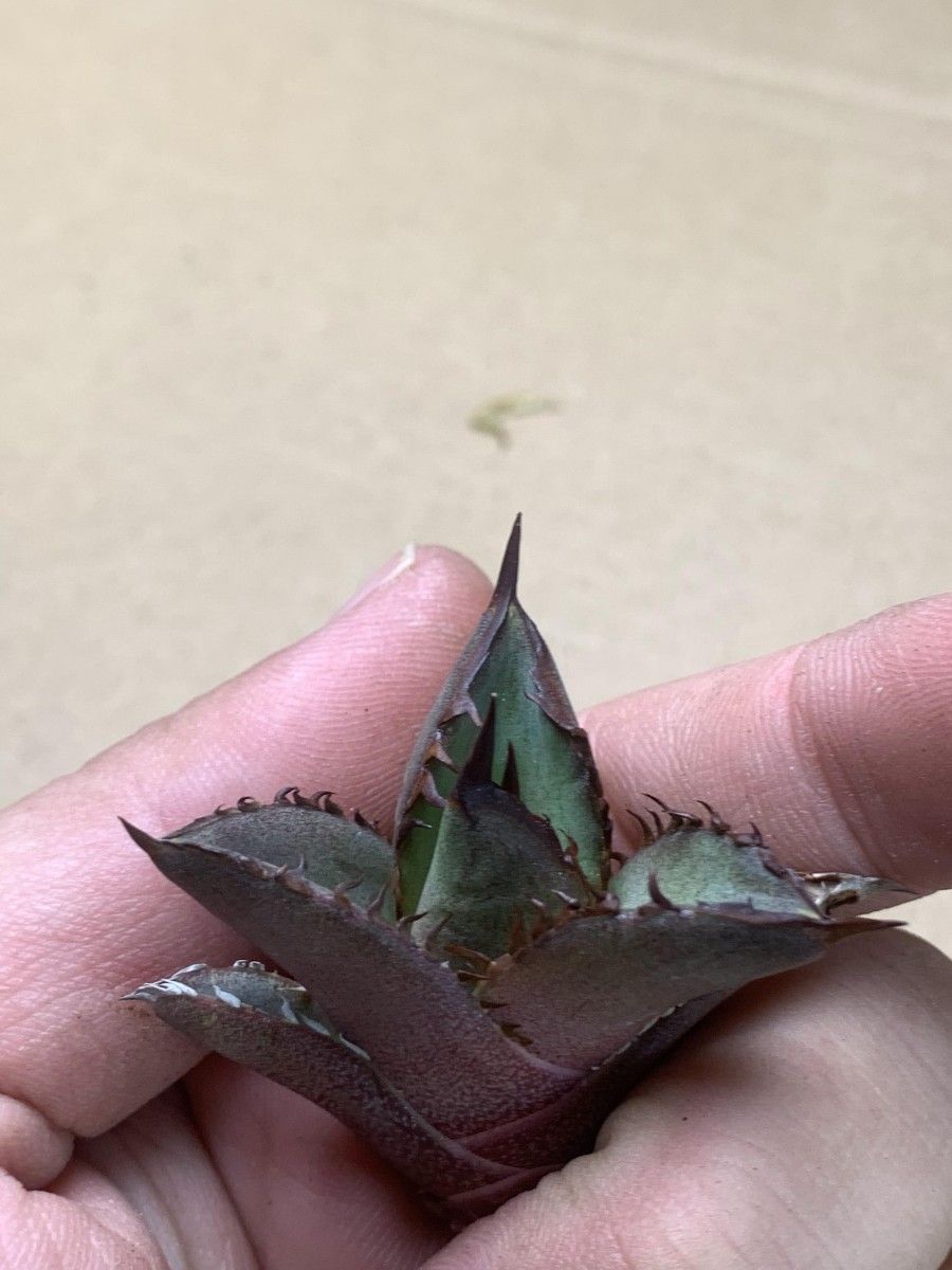 A723多肉植物 アガベ チタノタ金剛 KingKong|Yahoo!フリマ(旧 A723多肉植物 アガベ チタノタ金剛 KingKong|Yahoo!フリマ(旧