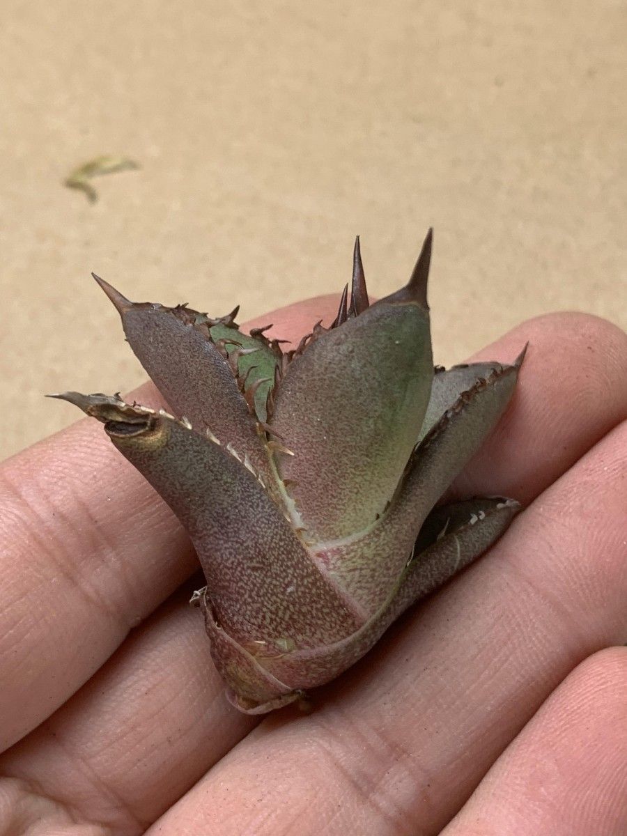 A723多肉植物 アガベ チタノタ金剛 KingKong|Yahoo!フリマ(旧 A723多肉植物 アガベ チタノタ金剛 KingKong|Yahoo!フリマ(旧