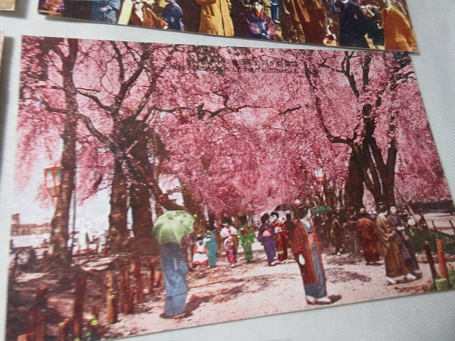戦前　絵葉書6枚　タトゥ　仙台名所　老桜満開の光景_画像4