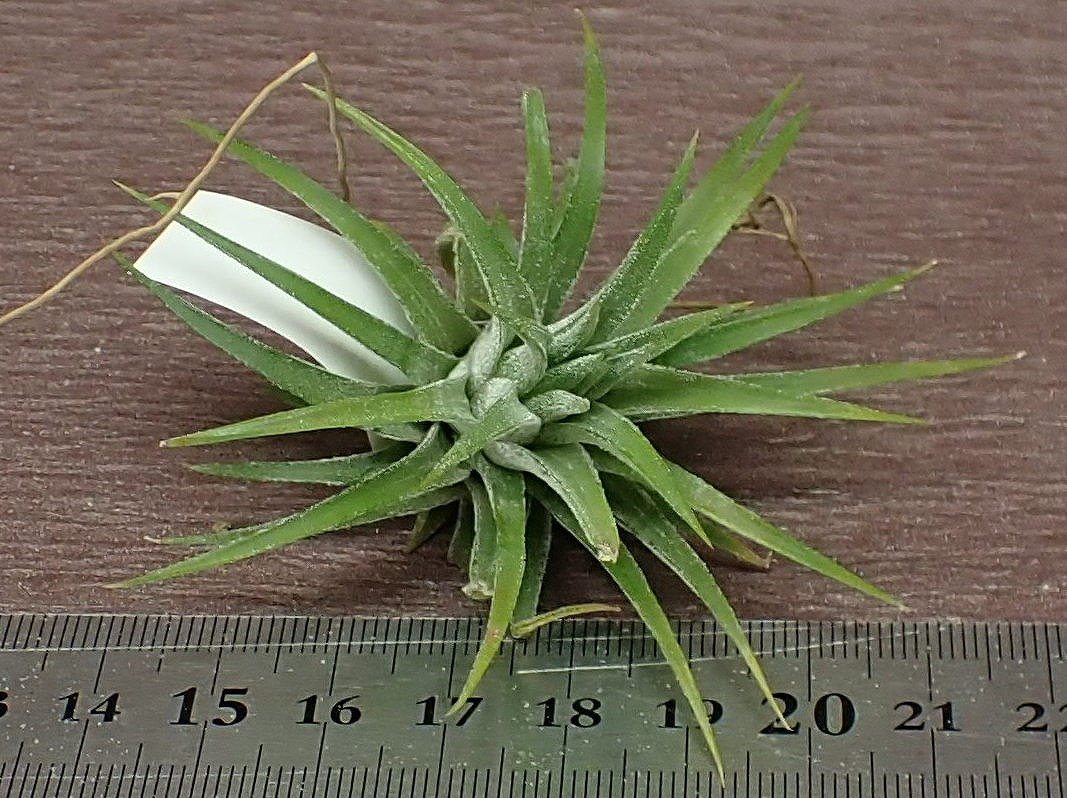 Tillandsia ionantha チランジア・イオナンタ■エアプランツSE★第四種送料別途★税別1円～!!_画像3