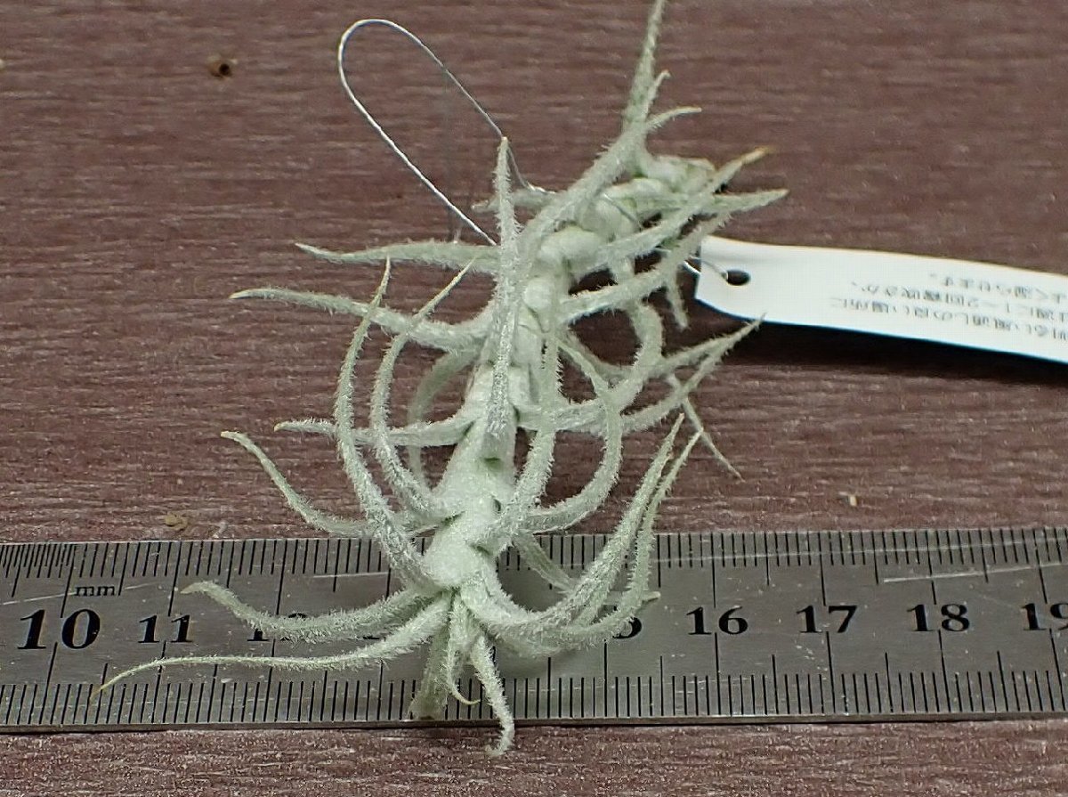 Tillandsia stellifera チランジア・ステリフェラ●エアプランツEP★第四種送料別途★税別1円～!!_画像3