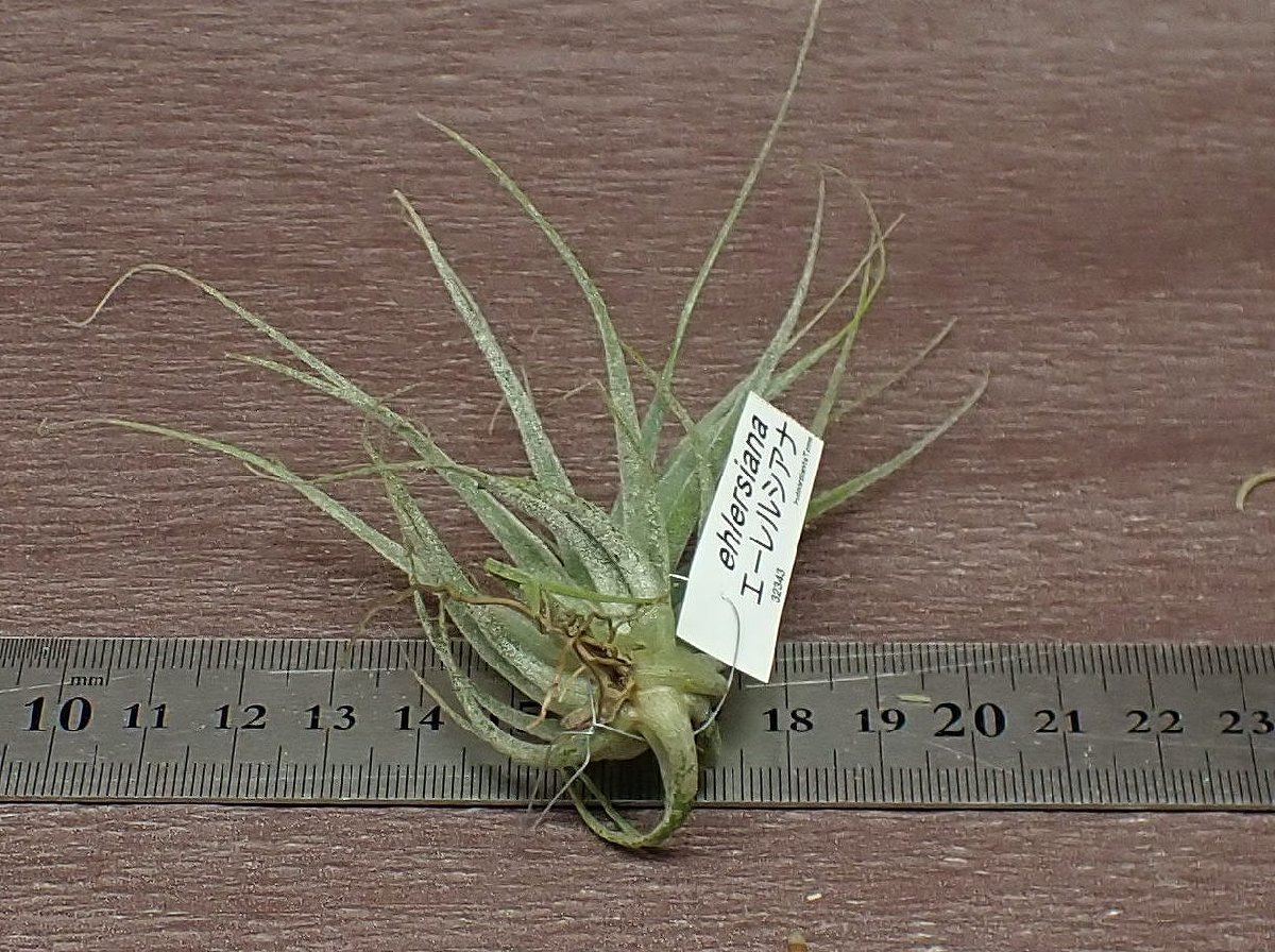 Tillandsia ehlersiana チランジア・エーレルシアナ●エアプランツSE★第四種送料別途★税別1円～!!_画像2