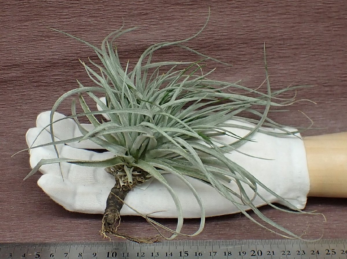 Tillandsia 'Houston' チランジア ヒューストン■エアプランツKK★第四種送料別途★税別1円～!!_画像1