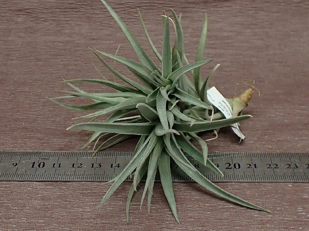 Tillandsia aeranthos Purple shape チランジア・アエラントス パープルシェイプ★エアプランツPR★第四種送料別途★税別1円～!!_画像3