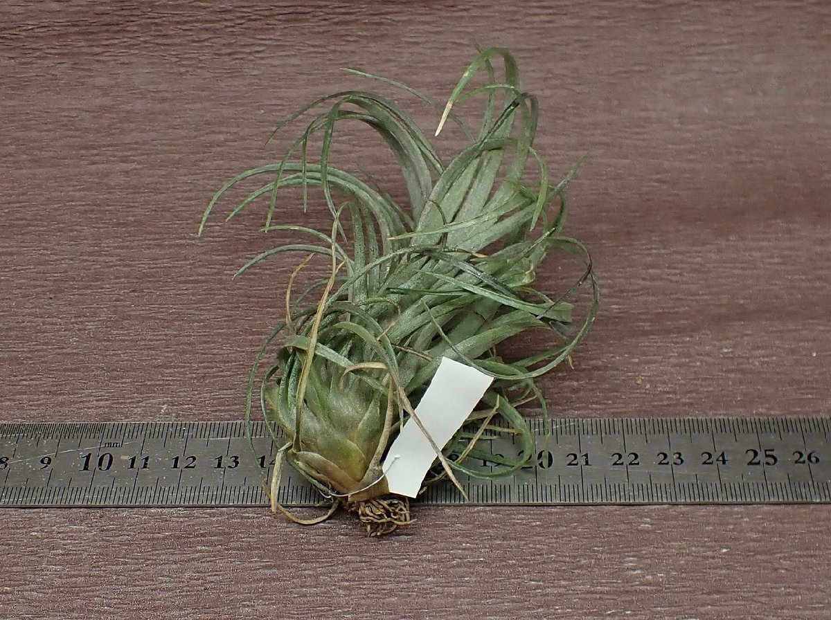 Tillandsia canescens チランジア・カネッセンス■エアプランツTI★第四種送料別途★税別1円～!!_画像2