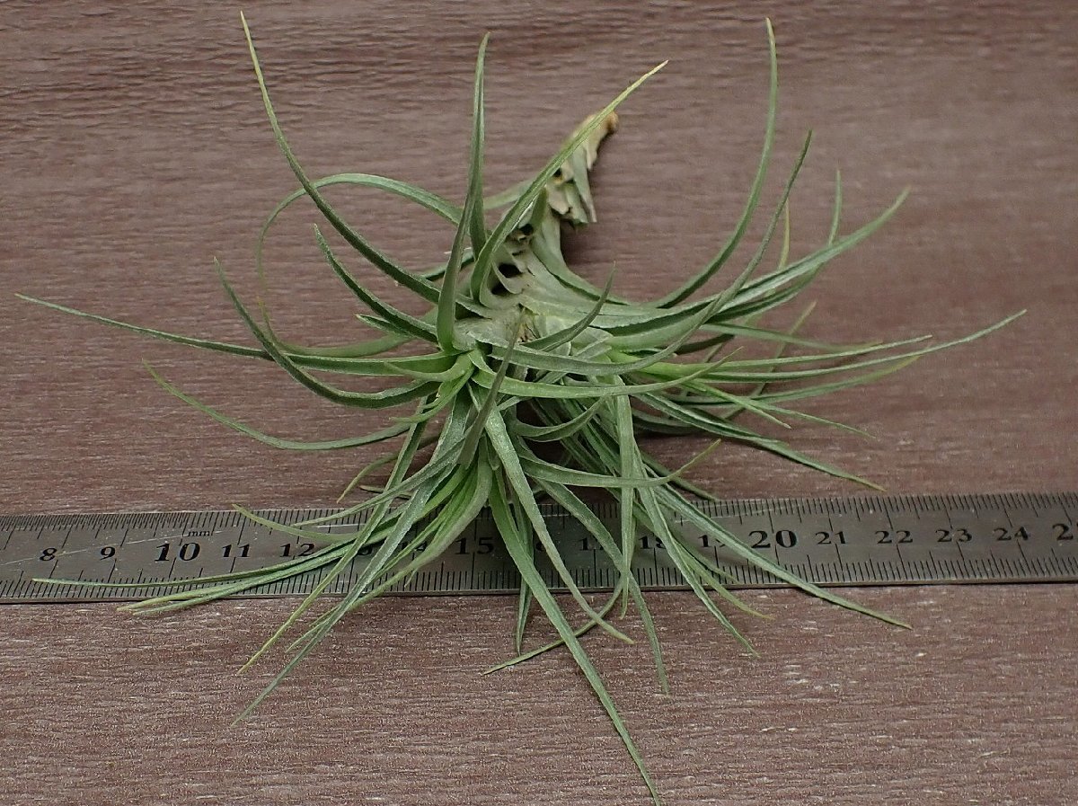 Tillandsia 'Mystic Albert' チランジア ミスティックアルバート★エアプランツPR★第四種送料別途★税別1円～!!_画像3