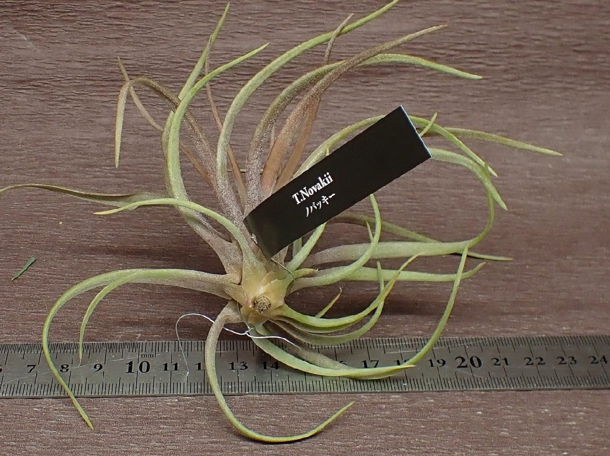 Tillandsia novakii チランジア・ノバキー★エアプランツEP★第四種送料別途★税別1円～!!_画像2